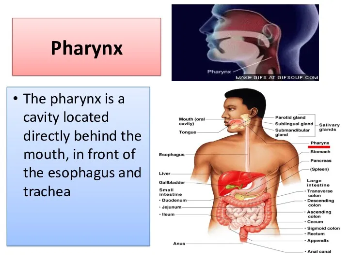 Pharynx The pharynx is a cavity located directly behind the