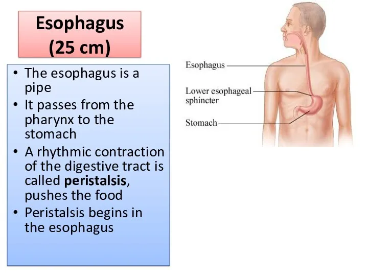 Esophagus (25 cm) The esophagus is a pipe It passes