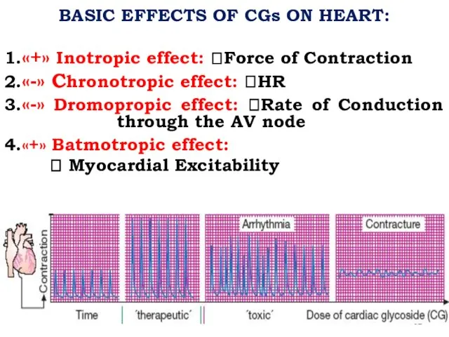 BASIC EFFECTS OF CGs ON HEART: 1.«+» Inotropic effect: ?Force