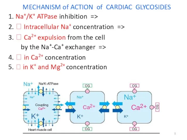 MECHANISM of ACTION of CARDIAC GLYCOSIDES 1. Na+/K+ ATPase inhibition