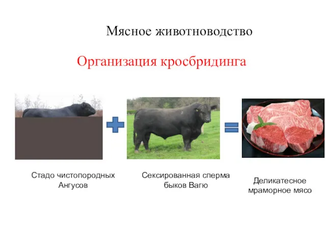 Стадо чистопородных Ангусов Сексированная сперма быков Вагю Деликатесное мраморное мясо Мясное животноводство Организация кросбридинга