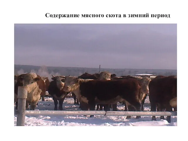 Содержание мясного скота в зимний период