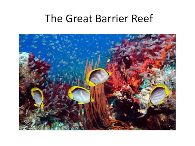 The Great Barrier Reef