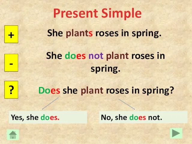 Present Simple She plants roses in spring. + - ?