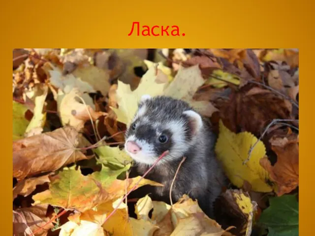 Ласка.