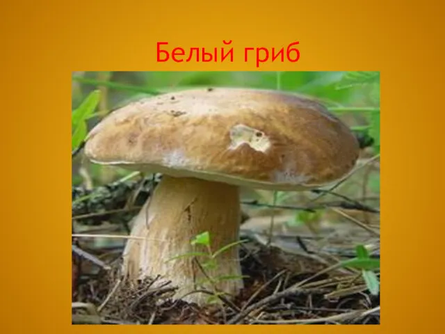 Белый гриб Белый гриб