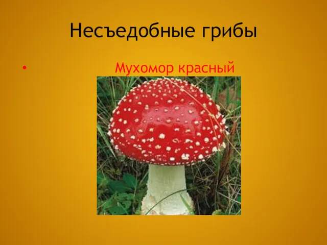 Несъедобные грибы Мухомор красный