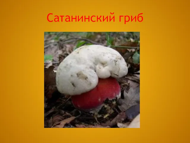 Сатанинский гриб