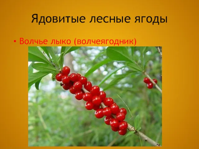 Ядовитые лесные ягоды Волчье лыко (волчеягодник)