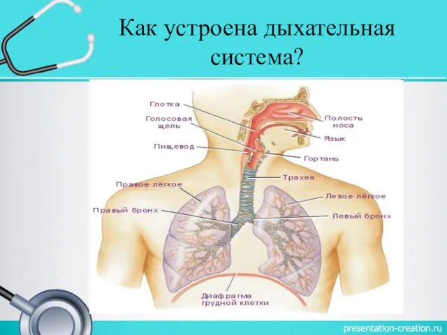 Как устроена дыхательная система?
