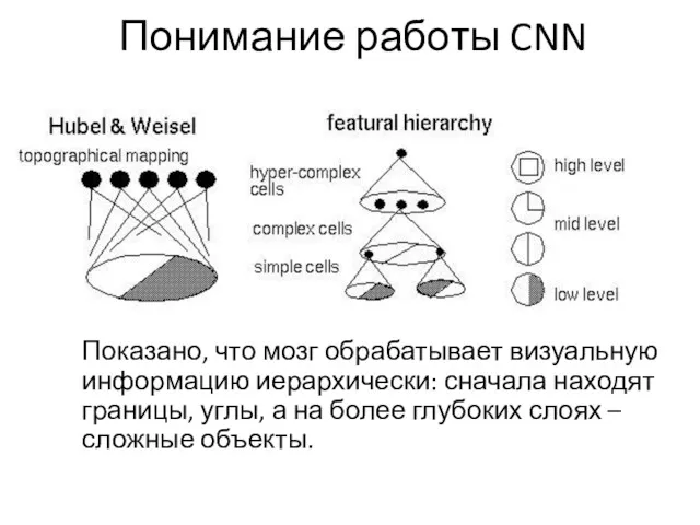 Понимание работы CNN Показано, что мозг обрабатывает визуальную информацию иерархически: