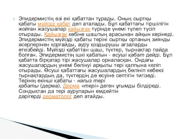 Эпидермистің өзі екі қабаттан тұрады. Оның сыртқы қабаты мүйізді қабат