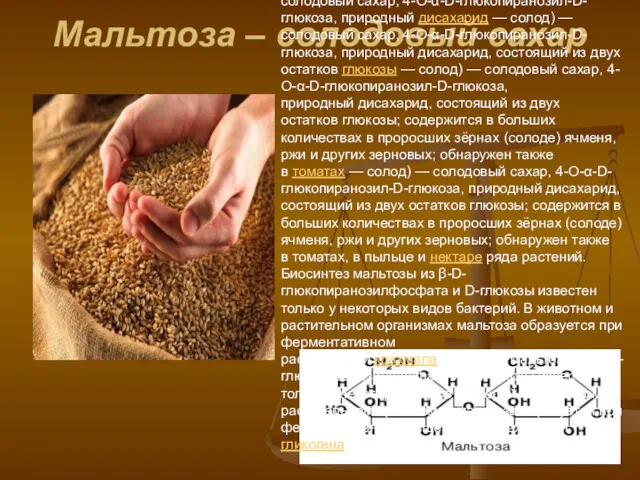 Мальтоза – солодовый сахар Мальтоза (от англ. malt — солод