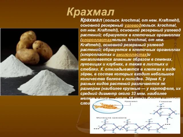 Крахмал Крахмал (польск. krochmal, от нем. Kraftmehl), основной резервный углеводпольск.