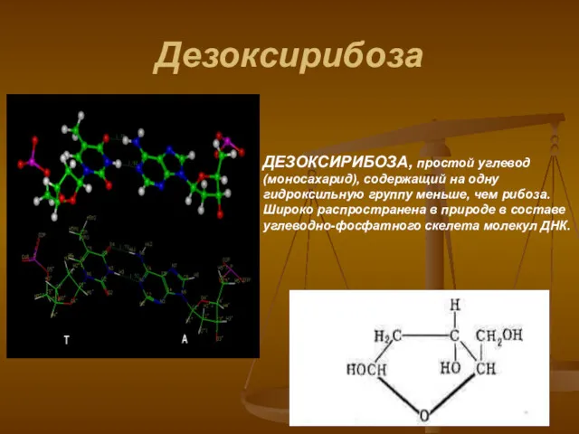 Дезоксирибоза ДЕЗОКСИРИБОЗА, простой углевод (моносахарид), содержащий на одну гидроксильную группу