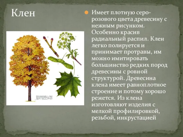 Имеет плотную серо-розового цвета древесину с нежным рисунком. Особенно красив