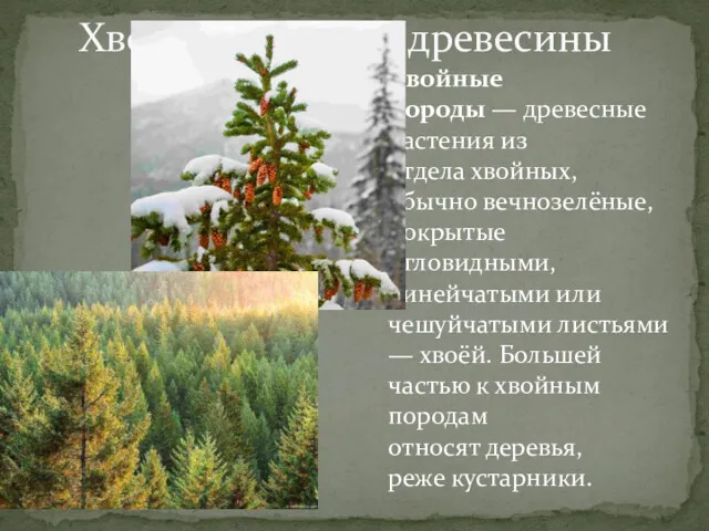 Хвойные породы — древесные растения из отдела хвойных, обычно вечнозелёные,