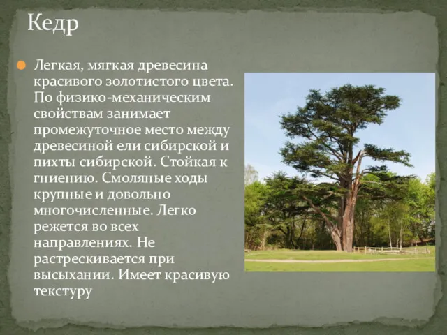 Легкая, мягкая древесина красивого золотистого цвета. По физико-механическим свойствам занимает