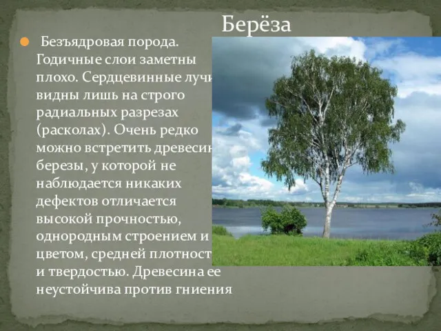 Безъядровая порода. Годичные слои заметны плохо. Сердцевинные лучи видны лишь