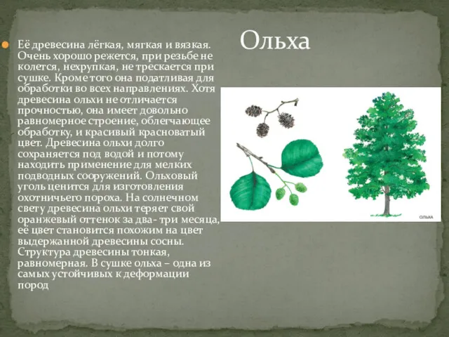 Её древесина лёгкая, мягкая и вязкая. Очень хорошо режется, при