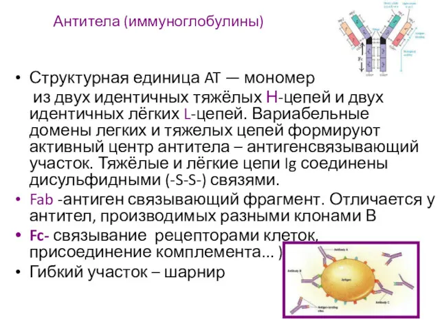 Антитела (иммуноглобулины) Структурная единица AT — мономер из двух идентичных