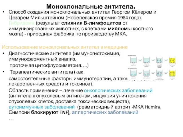 Моноклональные антитела. Способ создания моноклональных антител Георгом Кёлером и Цезарем