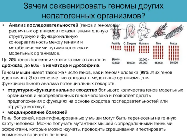 Анализ последовательностей (генов и геномов) различных организмов показал значительную структурную