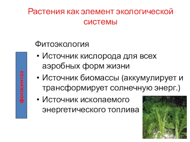 Растения как элемент экологической системы Фитоэкология Источник кислорода для всех