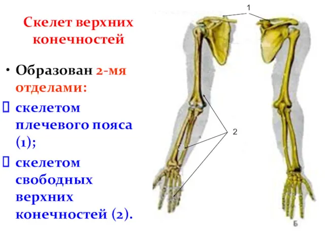 Скелет верхних конечностей Образован 2-мя отделами: скелетом плечевого пояса (1);