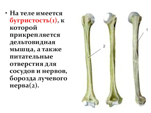 На теле имеется бугристость(1), к которой прикрепляется дельтовидная мышца, а