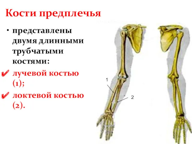 Кости предплечья представлены двумя длинными трубчатыми костями: лучевой костью(1); локтевой костью(2). 1 2