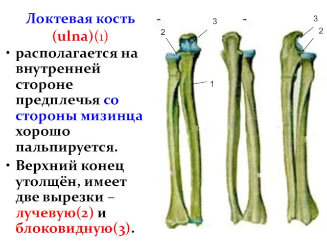 Локтевая кость (ulna)(1) располагается на внутренней стороне предплечья со стороны