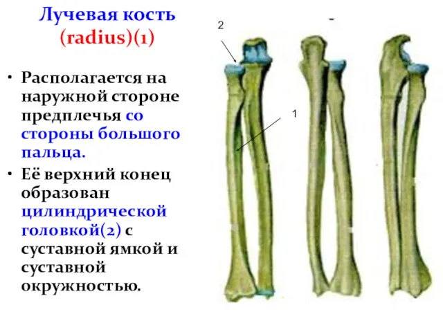 Лучевая кость (radius)(1) Располагается на наружной стороне предплечья со стороны