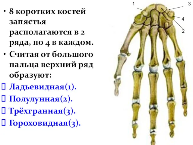 8 коротких костей запястья располагаются в 2 ряда, по 4
