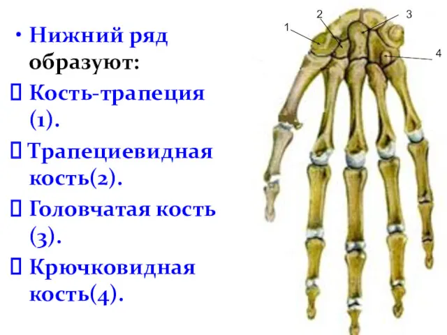 Нижний ряд образуют: Кость-трапеция(1). Трапециевидная кость(2). Головчатая кость(3). Крючковидная кость(4). 1 3 4 2