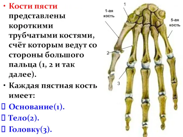 Кости пясти представлены короткими трубчатыми костями, счёт которым ведут со