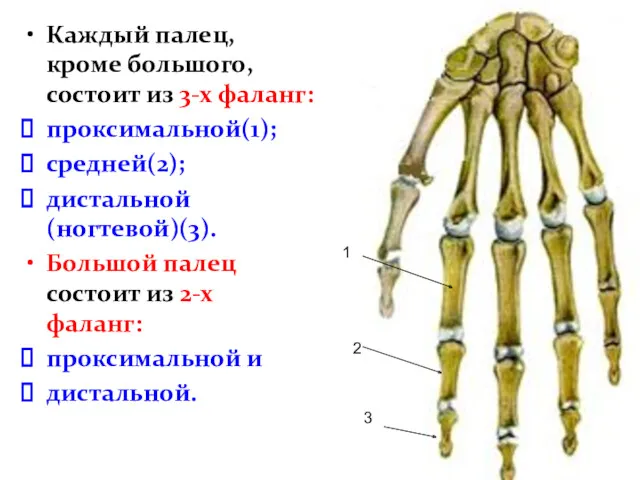 Каждый палец, кроме большого, состоит из 3-х фаланг: проксимальной(1); средней(2);