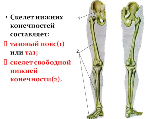 Скелет нижних конечностей составляет: тазовый пояс(1) или таз; скелет свободной нижней конечности(2). 1 2