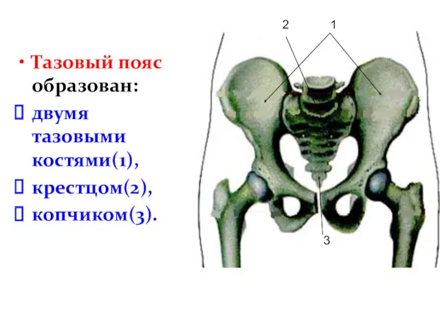 Тазовый пояс образован: двумя тазовыми костями(1), крестцом(2), копчиком(3). 1 2 3