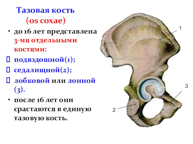 Тазовая кость (os coxаe) до 16 лет представлена 3-мя отдельными