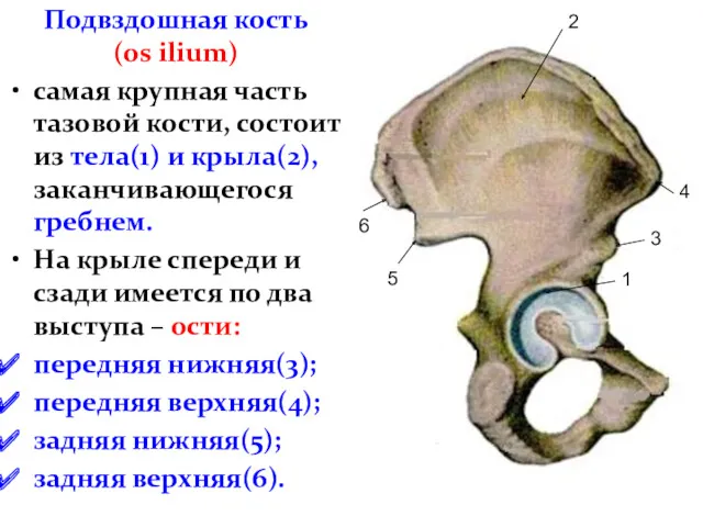 Подвздошная кость (os ilium) самая крупная часть тазовой кости, состоит