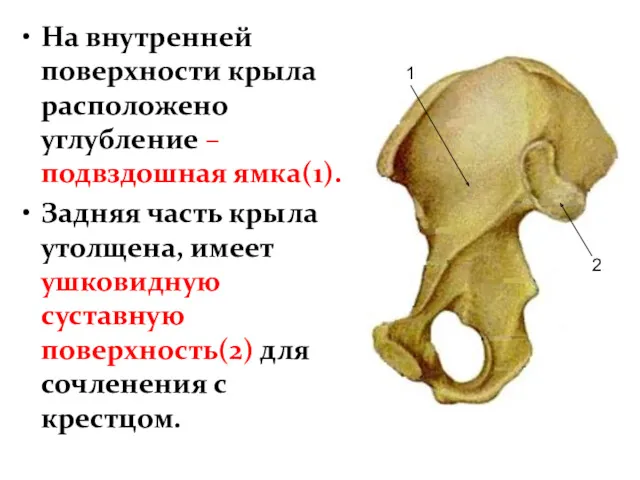 На внутренней поверхности крыла расположено углубление – подвздошная ямка(1). Задняя