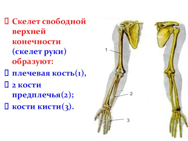 Скелет свободной верхней конечности (скелет руки) образуют: плечевая кость(1), 2