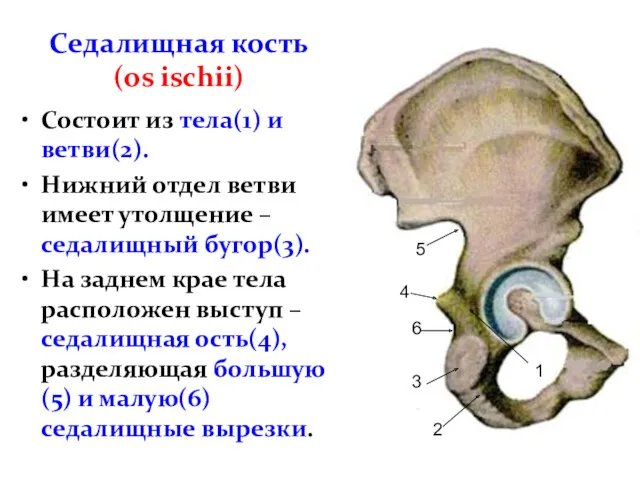 Седалищная кость (os ischii) Состоит из тела(1) и ветви(2). Нижний