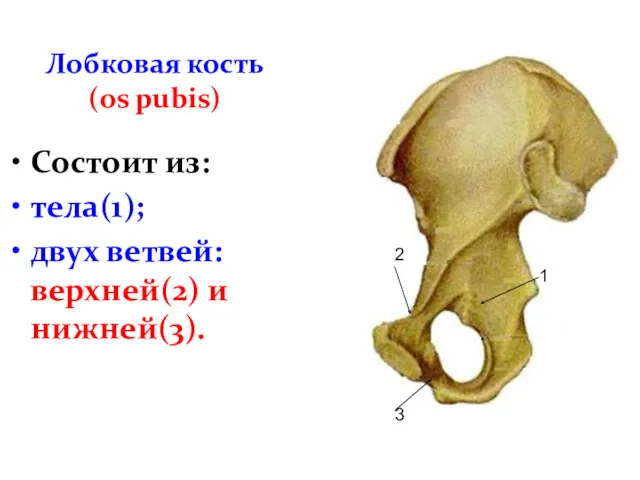 Лобковая кость (os pubis) Состоит из: тела(1); двух ветвей: верхней(2) и нижней(3). 1 2 3