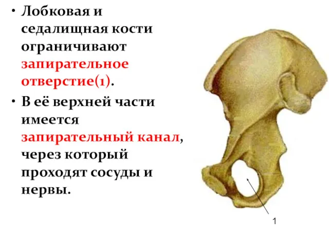 Лобковая и седалищная кости ограничивают запирательное отверстие(1). В её верхней