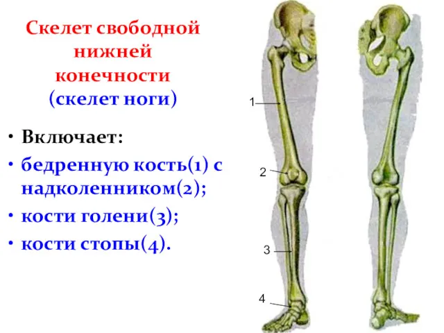 Скелет свободной нижней конечности (скелет ноги) Включает: бедренную кость(1) с