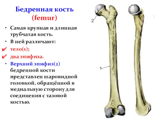 Бедренная кость (femur) Самая крупная и длинная трубчатая кость. В