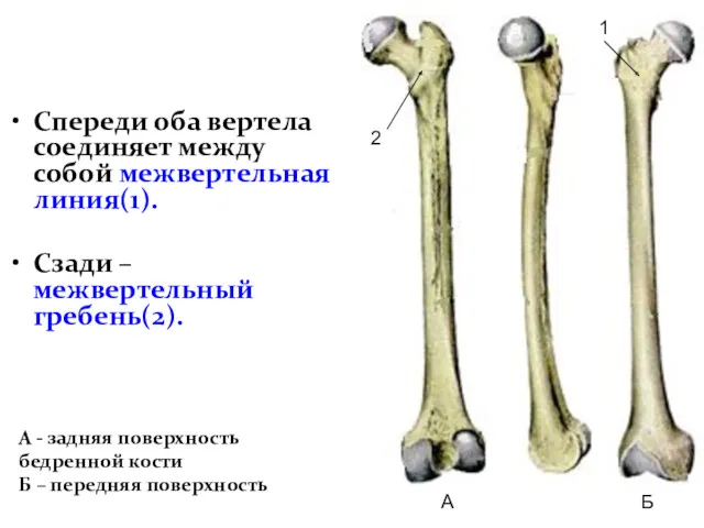 Спереди оба вертела соединяет между собой межвертельная линия(1). Сзади –