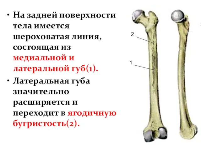 На задней поверхности тела имеется шероховатая линия, состоящая из медиальной